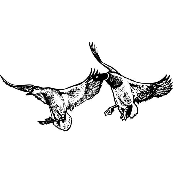 BIRD079 Thumbnail